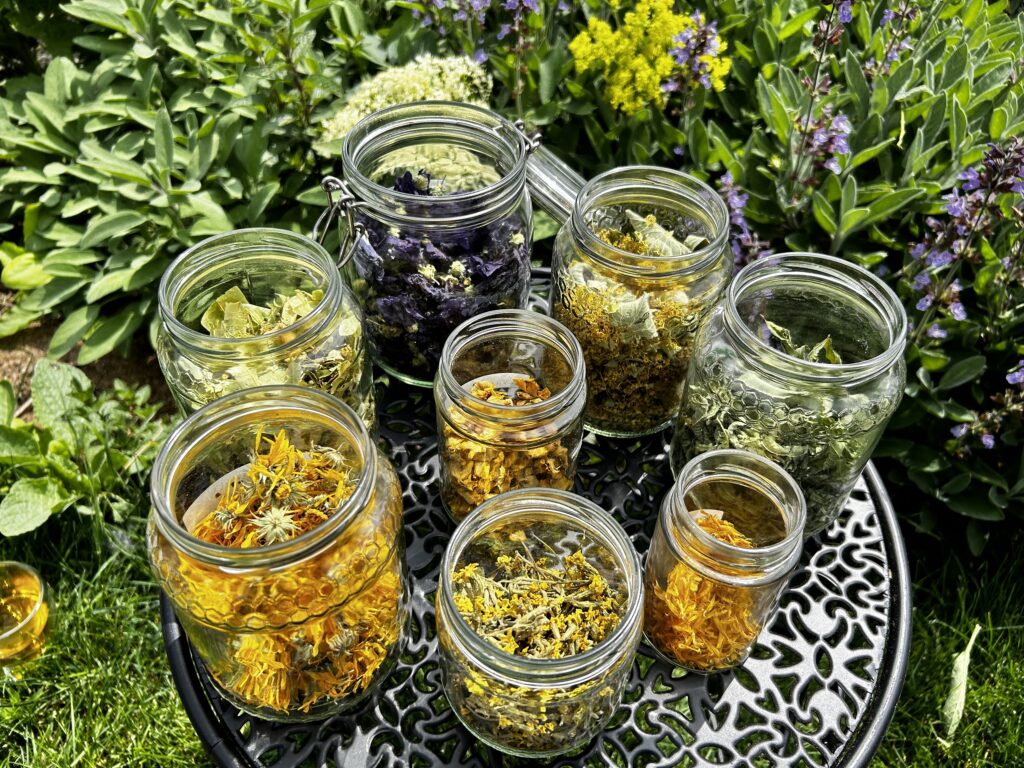 Frauenheilkräuter - Kräuter