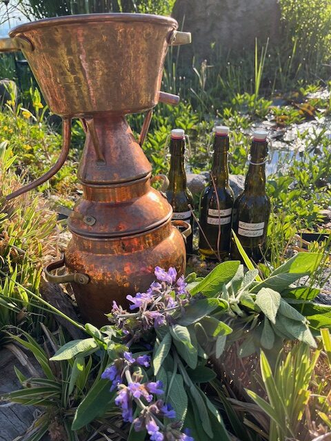 Pflanzen destillieren - Destille