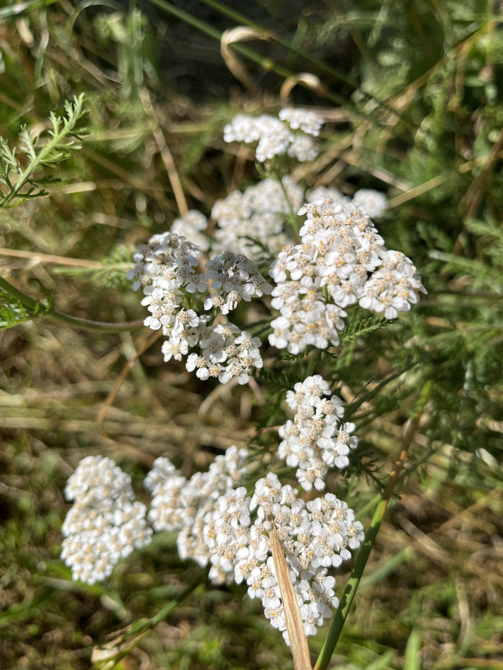 Frauenheilkräuter - Blumen