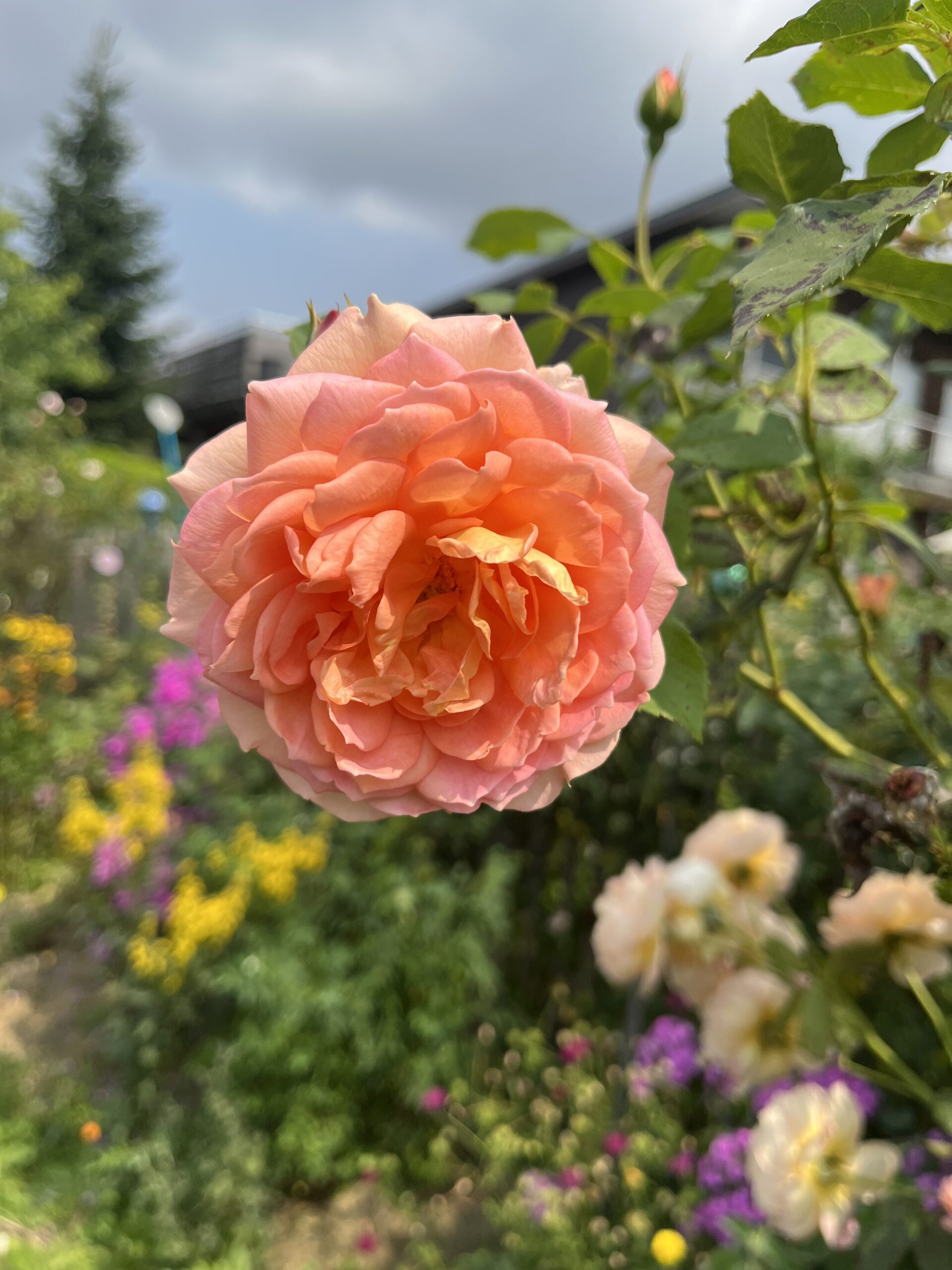 Frauenheilkräuter - Rose