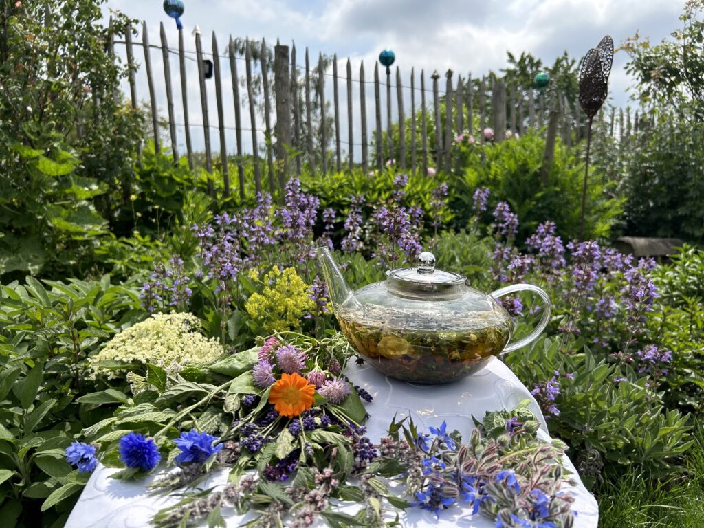 Kräuter erkunden - Kräuter