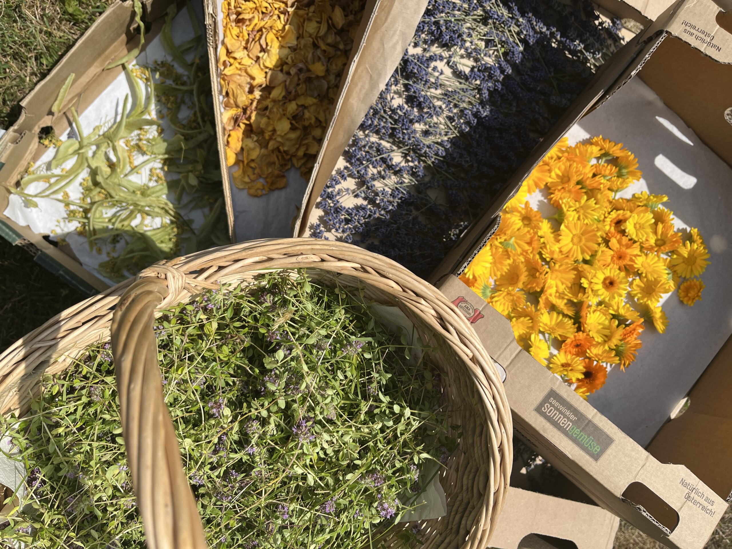 Kräuter erkunden - verschiedene Kräuter